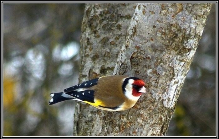 Vogel Im Garten Beerdigen Download Page - beste Wohnideen ...