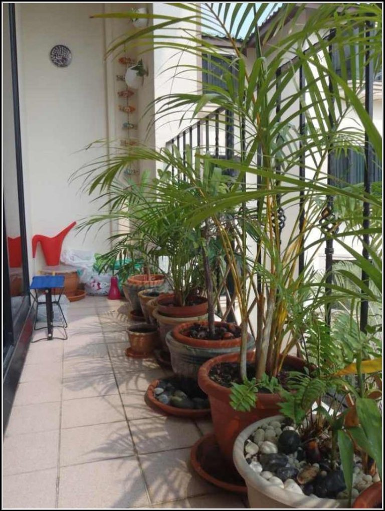 Sichtschutz Aus Pflanzen Balkon Download Page - beste Wohnideen Galerie